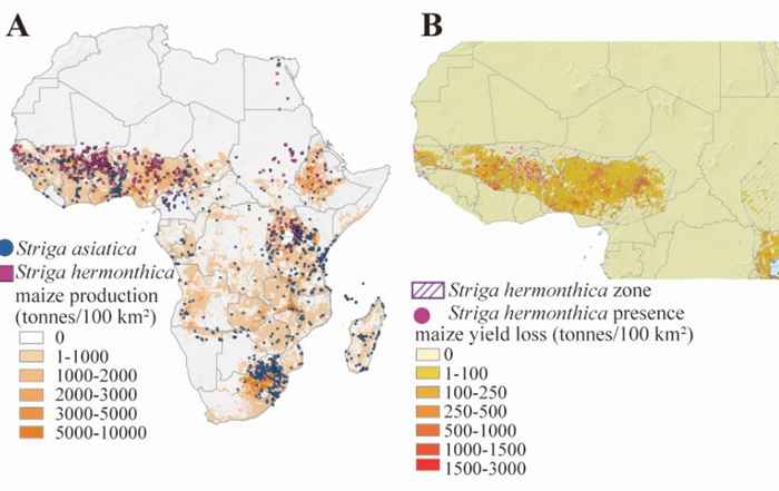 (A) Occurrence of witchweed (Striga hermonthica and Striga asiatica) and maize production on the African continent. (B) Loss of maize production by witchweed in Sub-Saharan Africa.