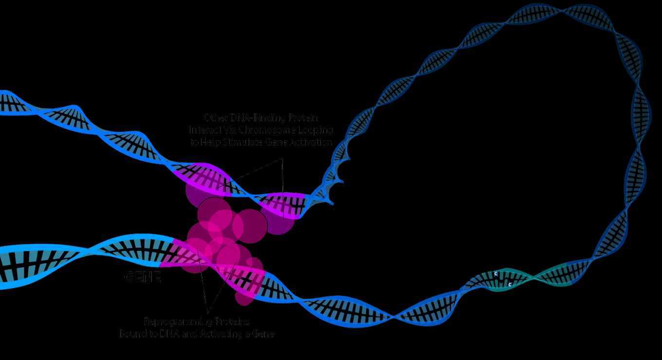 A cartoon of a DNA strand making a loop, anchored together by proteins