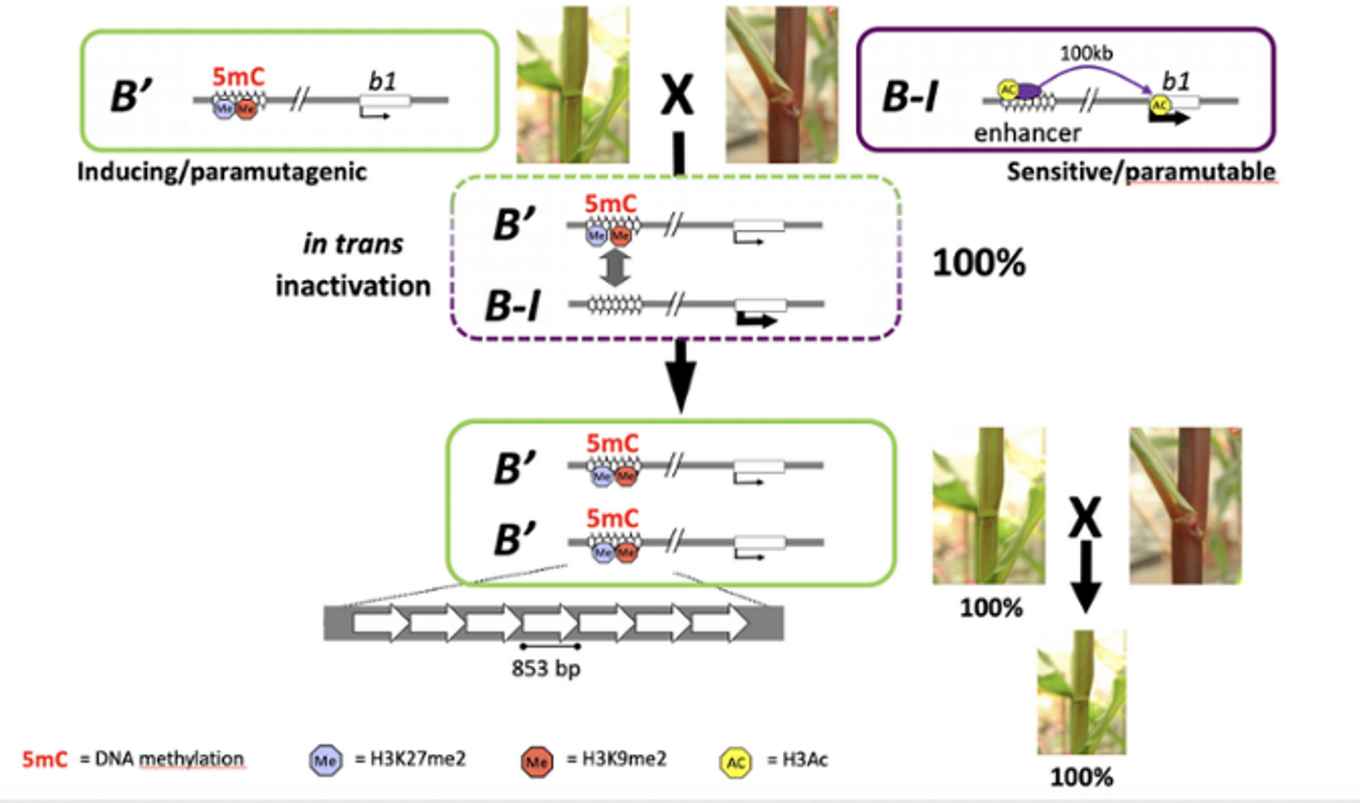 Image about paramutation in plants