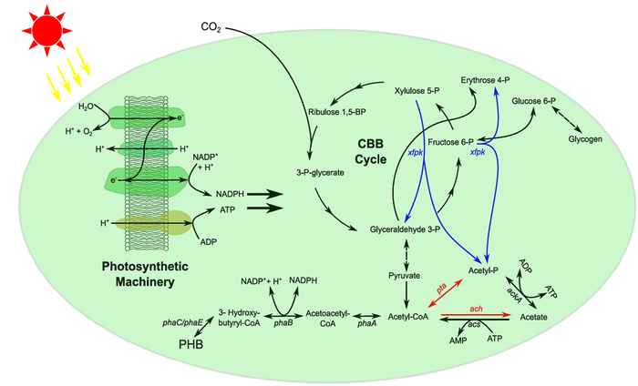Schematic overview of the metabolism of Synechocystis sp. PCC6803 engineered for PHB production