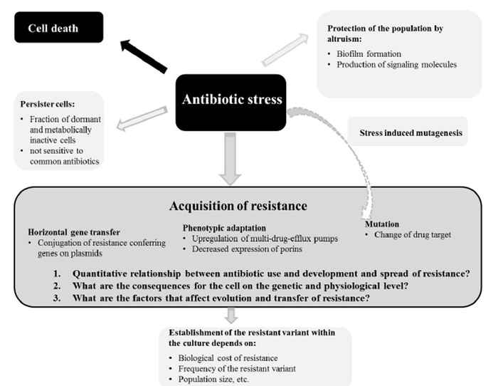 Antibiotic resistance development in the food chain