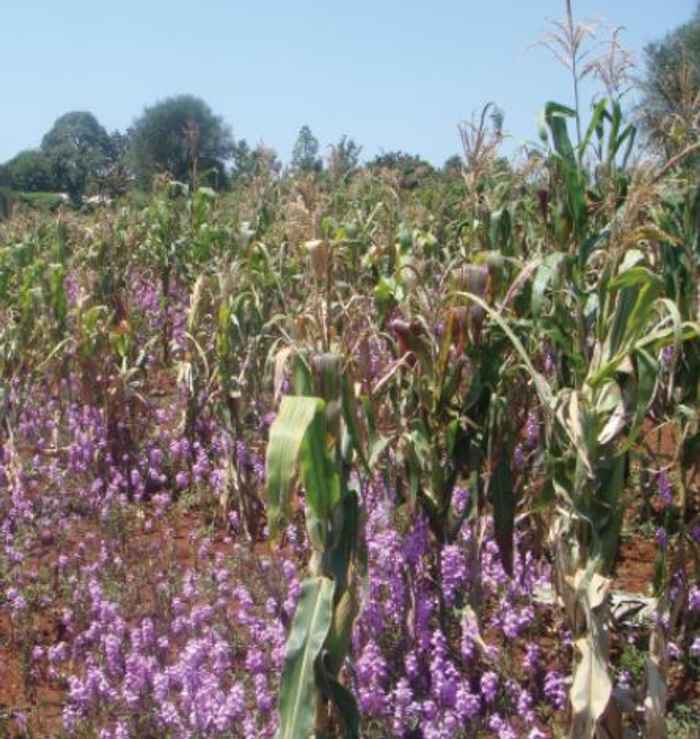 Witchweed infecting a maize field in Kenya (photo with thanks to Muhammad Jamil)