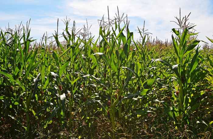 A field of maize plants