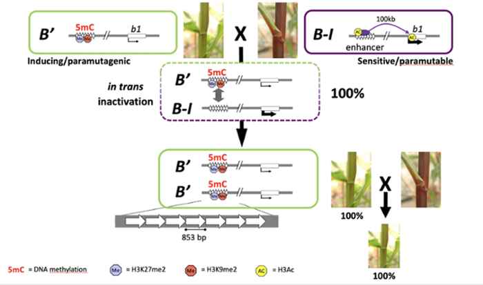 Image about paramutation in plants