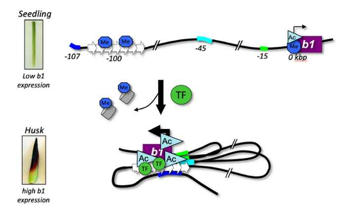 Figure showing chromatin interactions around the maize b1 locus