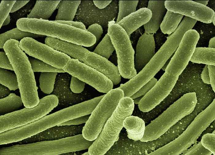 image of microbes