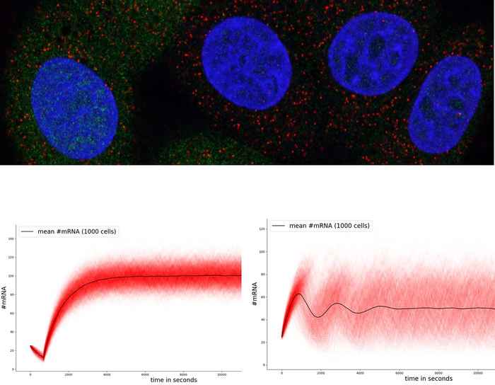 Transcriptional heterogeneity in breast cancer cells