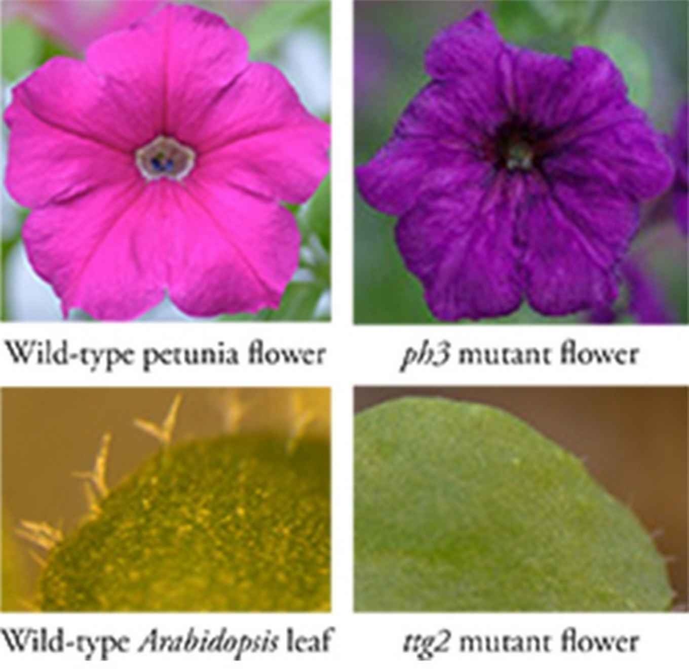 Petunia and Arabidopsis