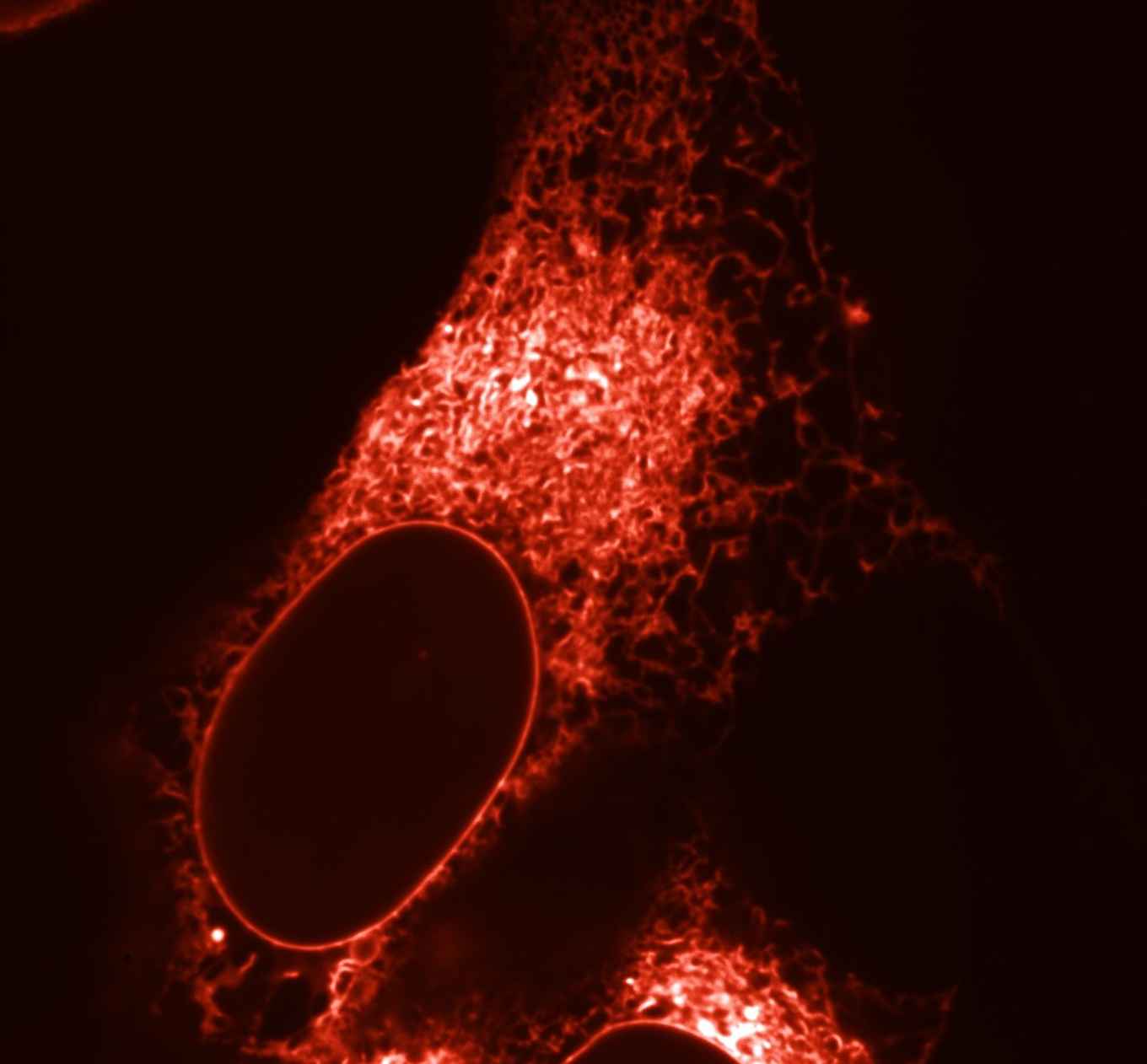 mScarlet laat het Endoplasmatisch Reticulum en de (ovale) kernenvelop oplichten binnen een cel