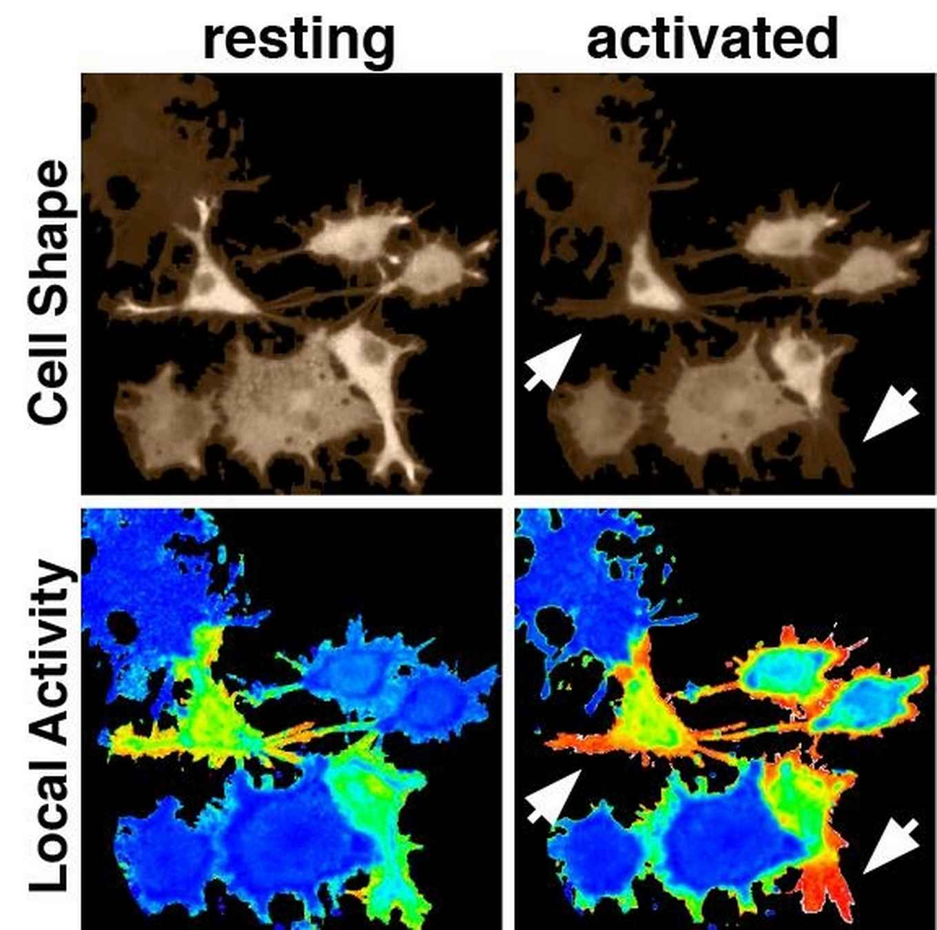 Subcellular location determines shape of the cell-SILS
