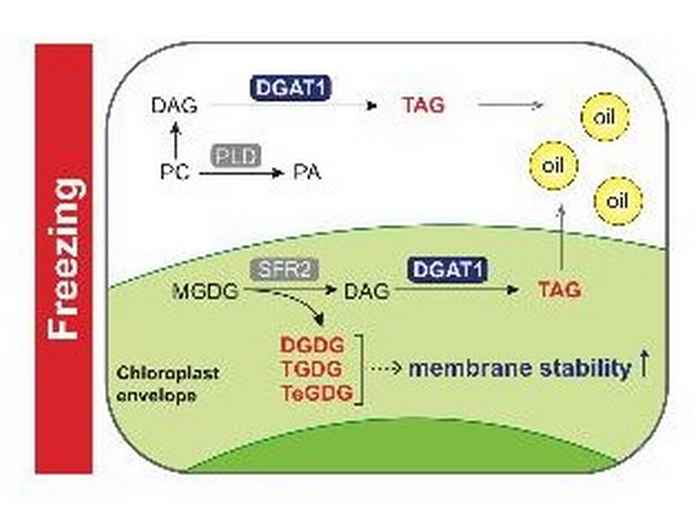 Model of lipid changes in chloroplasts