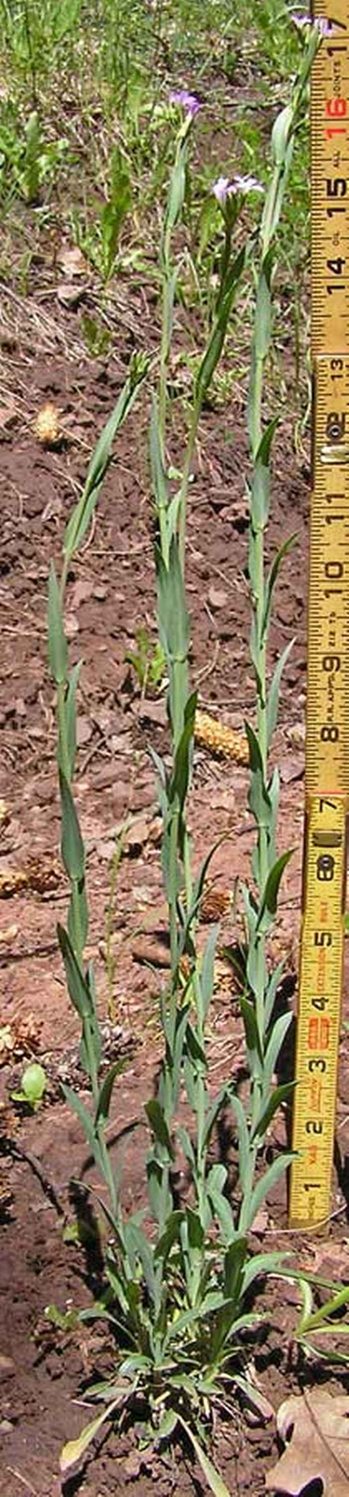 Adult B. stricta