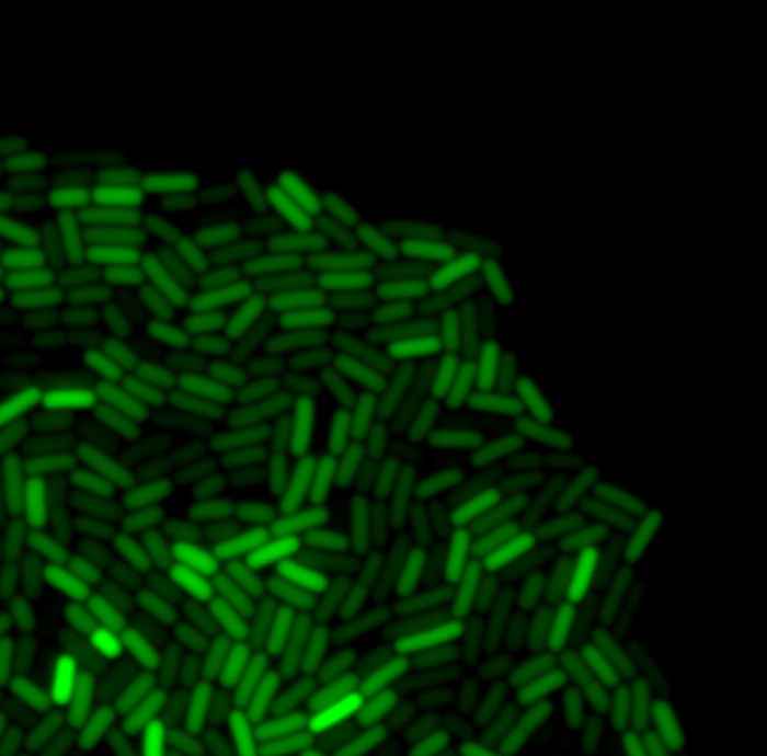 Microscopy recording of active and inactive bacteria within a population (image: Leendert Hamoen)