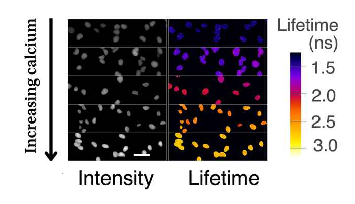 Image of cells with calcium concentrations from low to high.