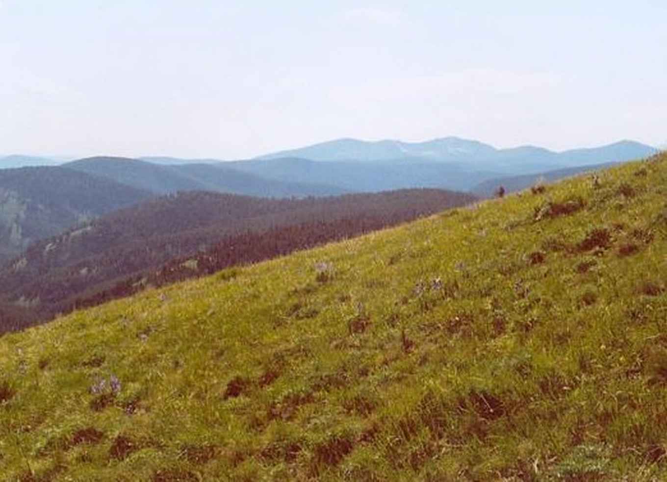 Subalpine meadow habitat